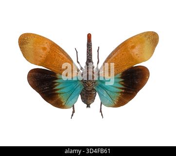 fly insect lantern flying Stock Photo - Alamy