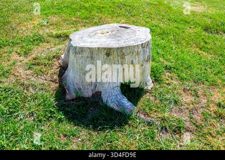 Photograph of an old sawn off dead wooden tree stump located in a grassy field in New South Wales, Australia. Stock Photo