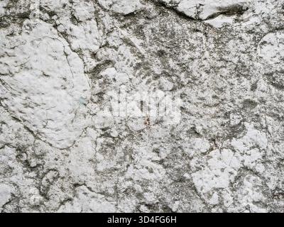 Fossil impression in weathered limestone of an old church wall, Close-up. Copyspace. Stock Photo