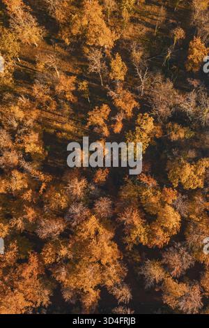 Aerial view of autumn-colored trees with various shades, Gechingen, Calw district, Germany Stock Photo