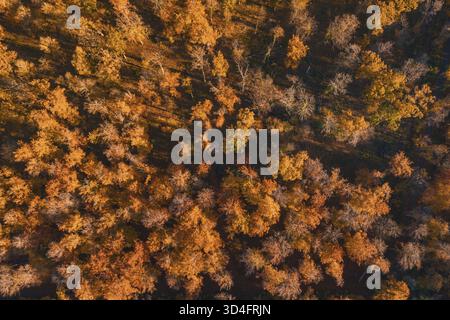 Orange and brown autumn trees cast long shadows on the forest floor, Gechingen, Calw district, Germany Stock Photo