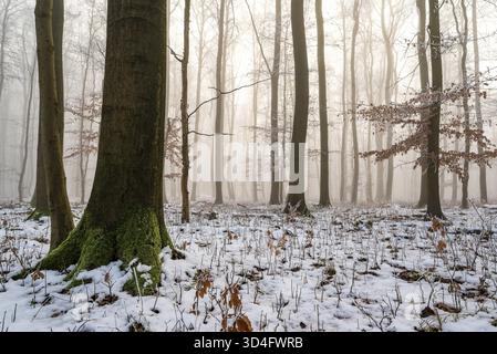 Mystical fog and warm sunlight create an atmospheric lighting atmosphere in an idyllic deciduous forest with moss-covered tree trunks and remnants of Stock Photo