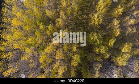 The view of the treetops bathed in the autumn yellow of the sun. Dense forest texture and long shadows. Stock Photo