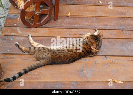 A brown tabby cat, striped and spotted, lying comfortably on a brown wooden floor. Stock Photo