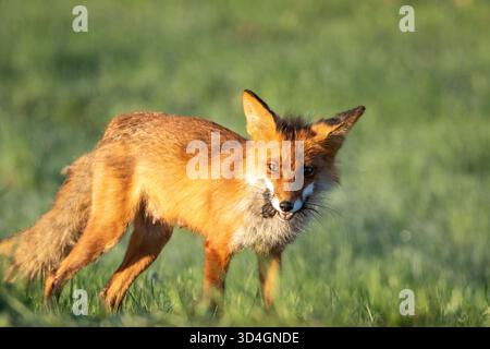 Cute red fox, Vulpes vulpes looking to the camera, mouth full of rodents Stock Photo