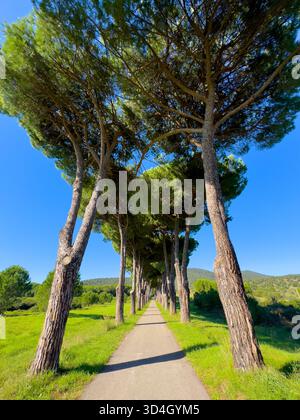 Lined pine trees form natural arch over quiet path in bright blue sky countryside. Peaceful scene ideal for nature travel outdoor Stock Photo