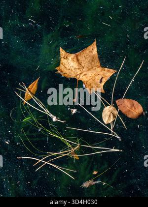 Fall leaves and stems floating on water Stock Photo