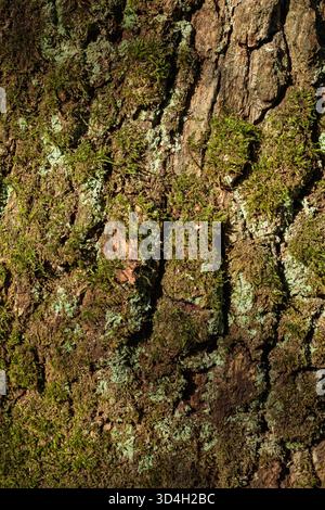 Detailed close-up of a tree trunk showing textured bark, soft green moss, and delicate lichen. Captures the micro world of a living forest Stock Photo