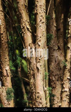 Artistic close-up of peeling bark on exotic tree trunks, lit by warm afternoon sun. The image shows natural texture, rich tones, and vertical rhythm Stock Photo