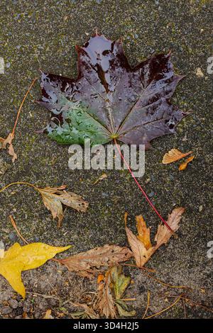 A single fallen maple leaf with shades of green and purple lies on wet pavement, surrounded by small yellow leaves Stock Photo