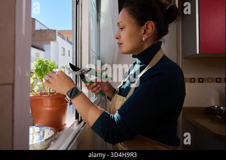 A woman in a teal sweater and apron trims a potted herb on a sunlit kitchen windowsill with pruning shears, showcasing home gardening and plant care. Stock Photo