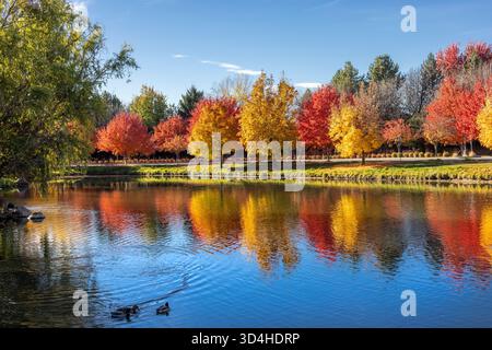 falling leaves Stock Photo