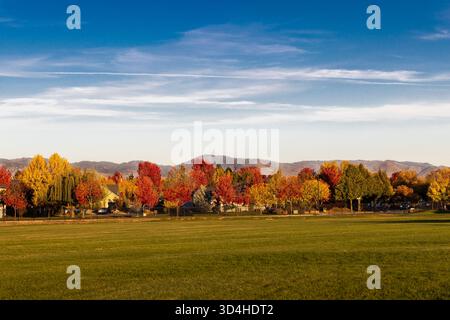 falling leaves Stock Photo