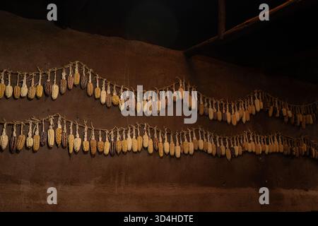 Multi-colored corn cobs hanging to dry on an adobe wall in Pisac. Pisac, Cusco Region, Peru, 2025-05-30. Stock Photo