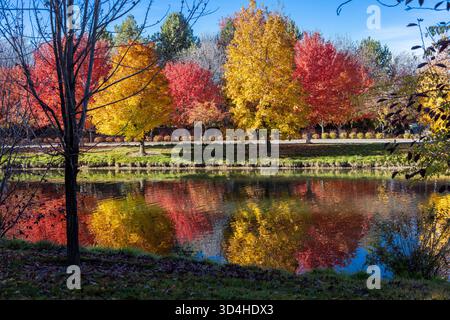 falling leaves Stock Photo