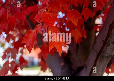 falling leaves Stock Photo