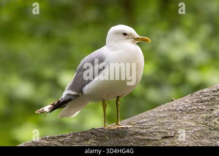 A herring gull Stock Photo