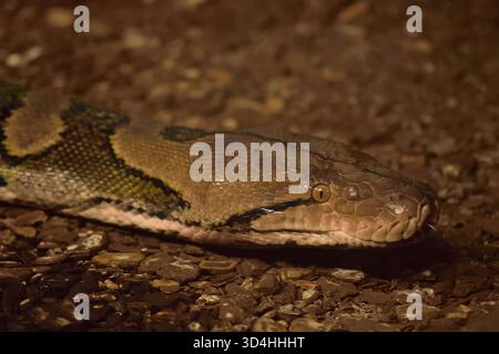 Reticulated python, the longest snake in the world from Southeast Asia. Stock Photo