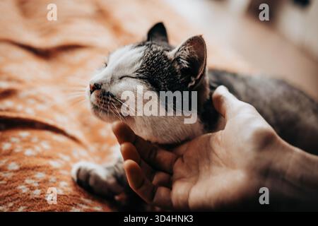 A serene moment of a human and cat connection. A hand gently caressing a sleeping tabby cat on a cozy blanket. A tender interaction between a person a Stock Photo