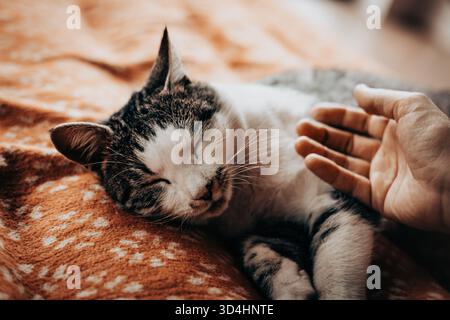 A serene moment of a human and cat connection. A hand gently caressing a sleeping tabby cat on a cozy blanket. A tender interaction between a person a Stock Photo