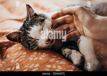 A serene moment of a human and cat connection. A hand gently caressing a sleeping tabby cat on a cozy blanket. A tender interaction between a person a Stock Photo