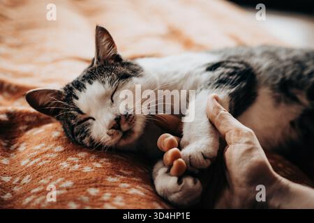 A serene moment of a human and cat connection. A hand gently caressing a sleeping tabby cat on a cozy blanket. A tender interaction between a person a Stock Photo