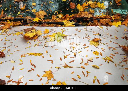 Abstract  scene of wind-swept  leaves on car in  Ridgewood, Queens New York, neighborhood, Stock Photo