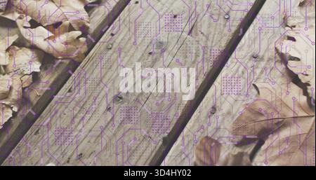 Displaying weathered wooden planks showing purple circuit-board overlay on deck, with dry leaves Stock Photo
