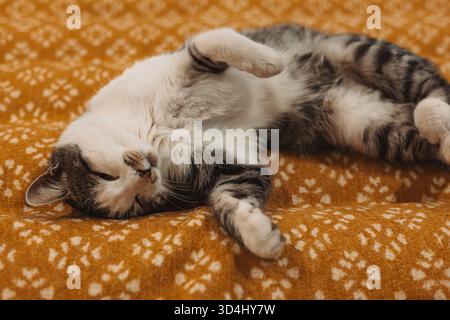 A relaxed tabby cat lying on its back on a cozy, patterned yellow blanket indoors. This adorable feline pet is enjoying a moment of relaxation, displa Stock Photo