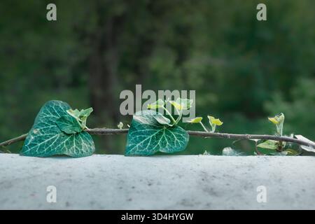 Close-up of ivy leaves growing on a branch lying on concrete. Nature and urban greenery. Stock Photo