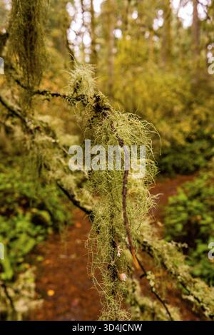 A vertical close-up of Usnea, or Old Man's Beard lichen, hanging from a thin branch with a blurred forest path in the background. Stock Photo
