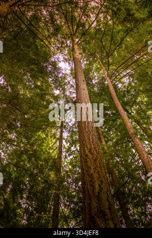 A low-angle, worm's-eye view looking up at the tall, straight trunks of redwood or fir trees, with their dense green canopy filtering the sunlight fro Stock Photo