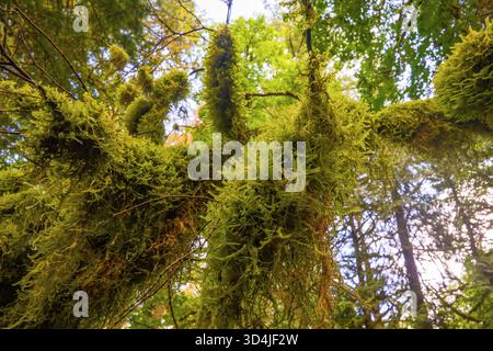 A low-angle, close-up shot looking up at thick, vibrant green moss hanging abundantly from tree branches in a forest, with a blurred canopy and bright Stock Photo