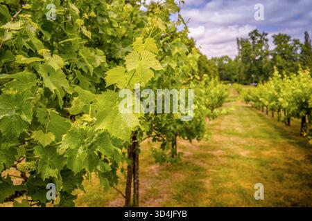 A selective focus, close-up photograph of vibrant green grapevine leaves and a small cluster of young, developing grapes, with vineyard rows blurred i Stock Photo