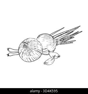Young green onions and garlic cloves, black and white sketch. Vector illustration. Sketch of an onion composition. Farm vegetables for cooking isolate Stock Vector