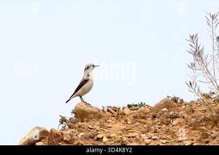 Black eared Wheatear, Oenanthe hispanica, bird perched on arid rocky ground with clear sky Stock Photo