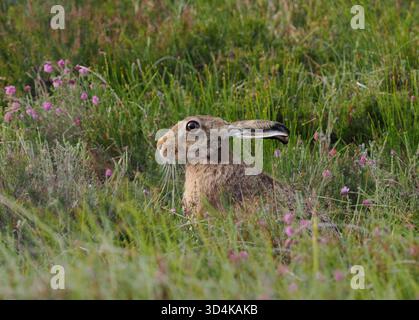 Brown hare in June have deep grass to hide their offspring in attempting to evade aerial and ground predators. Stock Photo