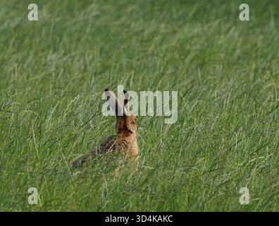 Brown hare in June have deep grass to hide their offspring in attempting to evade aerial and ground predators. Stock Photo