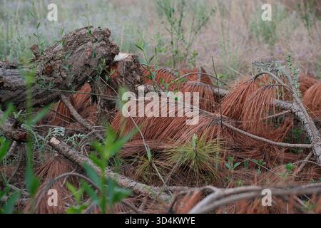 Fallen Pine Branches and Needles on Ground in Natural Vegetation Stock Photo