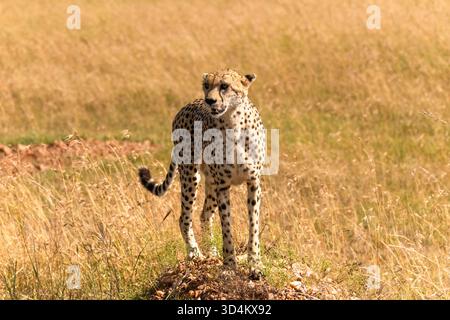 A solitary Cheetah in the plains of the Masai Mara Stock Photo