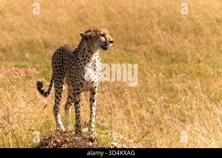 A solitary Cheetah in the plains of the Masai Mara Stock Photo