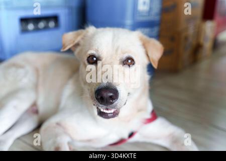 Domestic white furry pet dog resting indoors and relaxed posture with bright eyes staring at camera with happy face Stock Photo