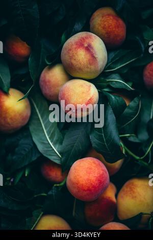 Peaches growing on a tree Stock Photo