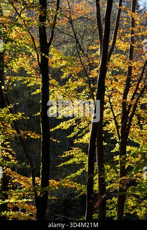 Backlit beech trees with autumn leaves in deciduous woodland, East Sussex, England, United Kingdom, Europe Stock Photo