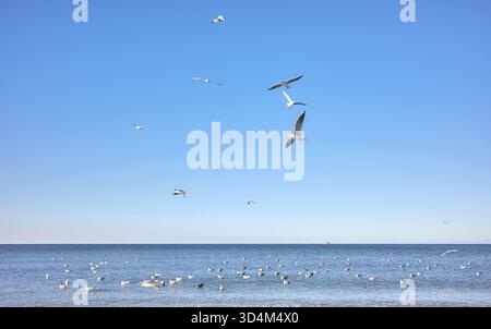 Photo of a calm sea with seagulls flying. Stock Photo