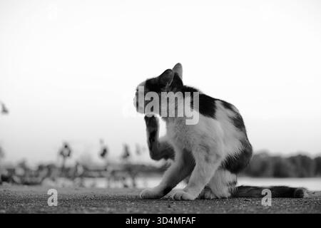 A black and white stray cat scratches its face with a hind leg while sitting on concrete outdoors, captured in monochrome. Stock Photo