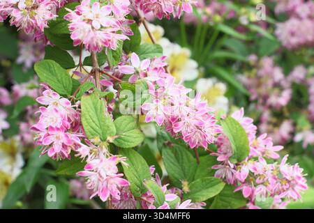Deutzia x hybrida Strawberry Fields, deciduous flowering shrub with clusters of small pink flowers flowering in June. Stock Photo