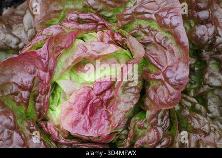 Lactuca sativa Cervanek lettuce plant close up of red and green leaves Stock Photo