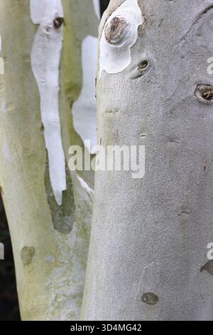 Eucalyptus pauciflora subsp. niphophila. Snow gum tree bark close up in summer. Stock Photo