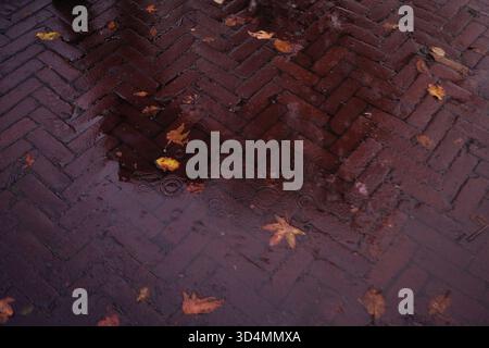 yellow autumn leaves on a street on a rainy day Stock Photo